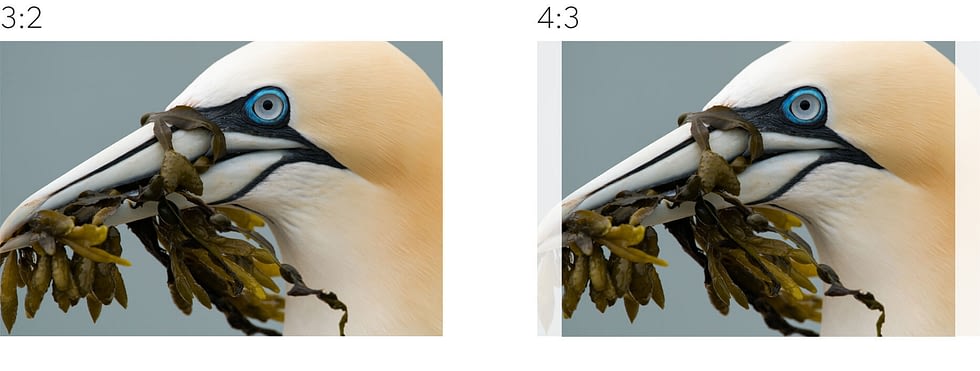 Het verschil tussen een 3:2 en een 4:3 verhouding. Foto: Gustav Kiburg een vogel met zeewier in zijn bek